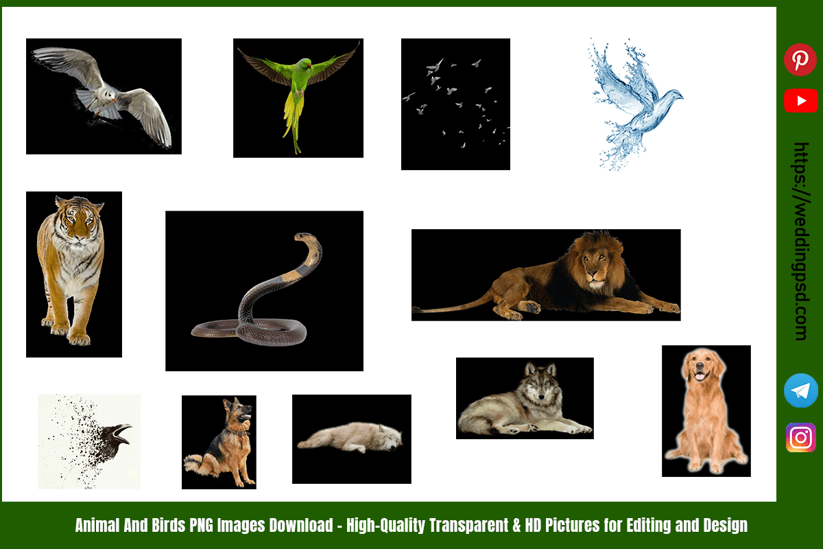 Animal And Birds PNG Images Download – High-Quality Transparent & HD Pictures for Editing and Design